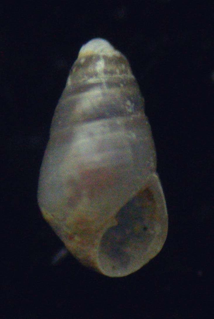 odostomia 2